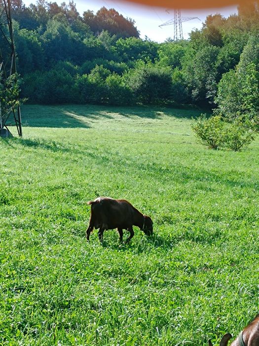 Vând țap murciano granadia in vârstă de 4 ani