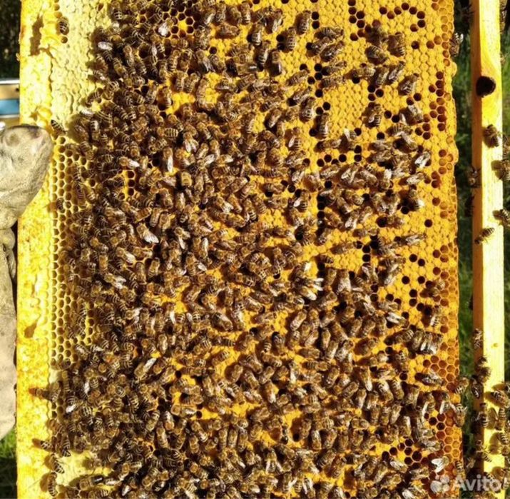 Пчелопакеты 2026 с бесплатной доставкой