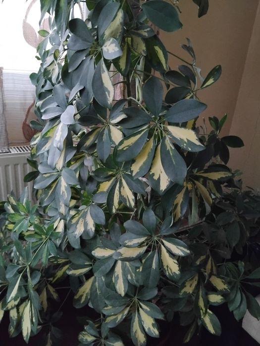 Шефлера зелено с бяло