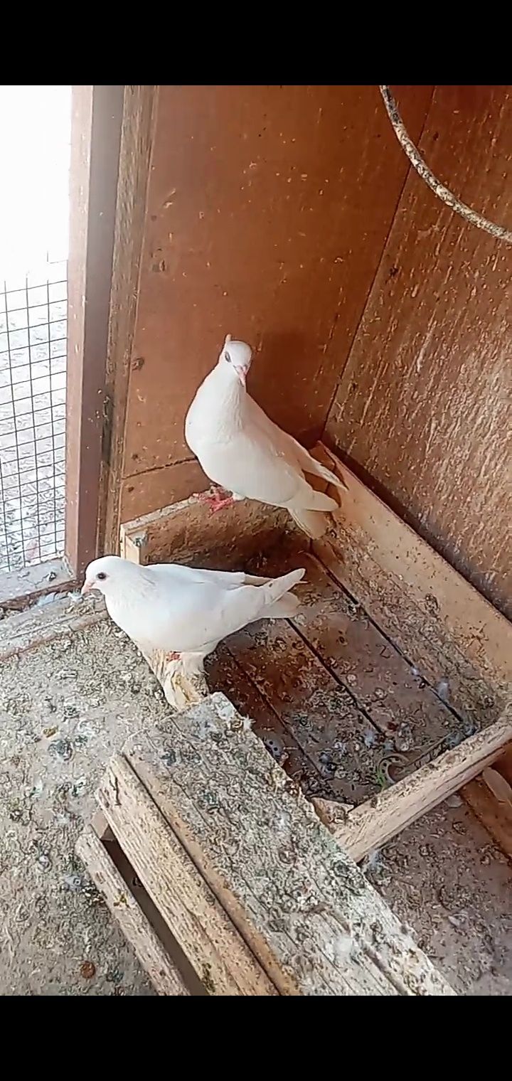 Кептер сатылады жетісай