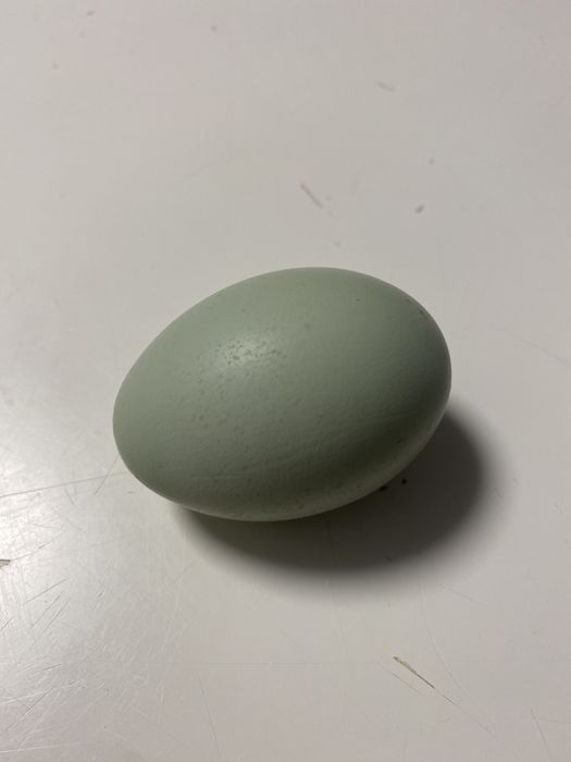Oua araucana și ameraucana pt incubat