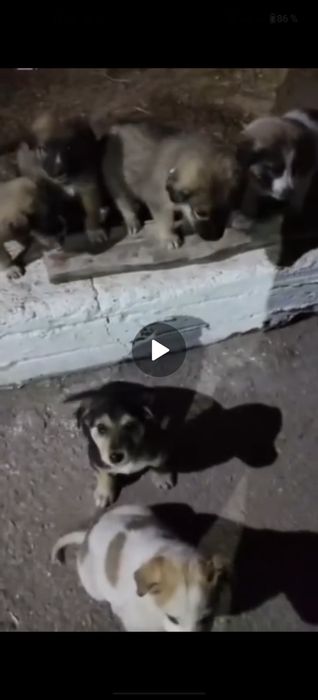 Щенки срочно нуждаются в доме