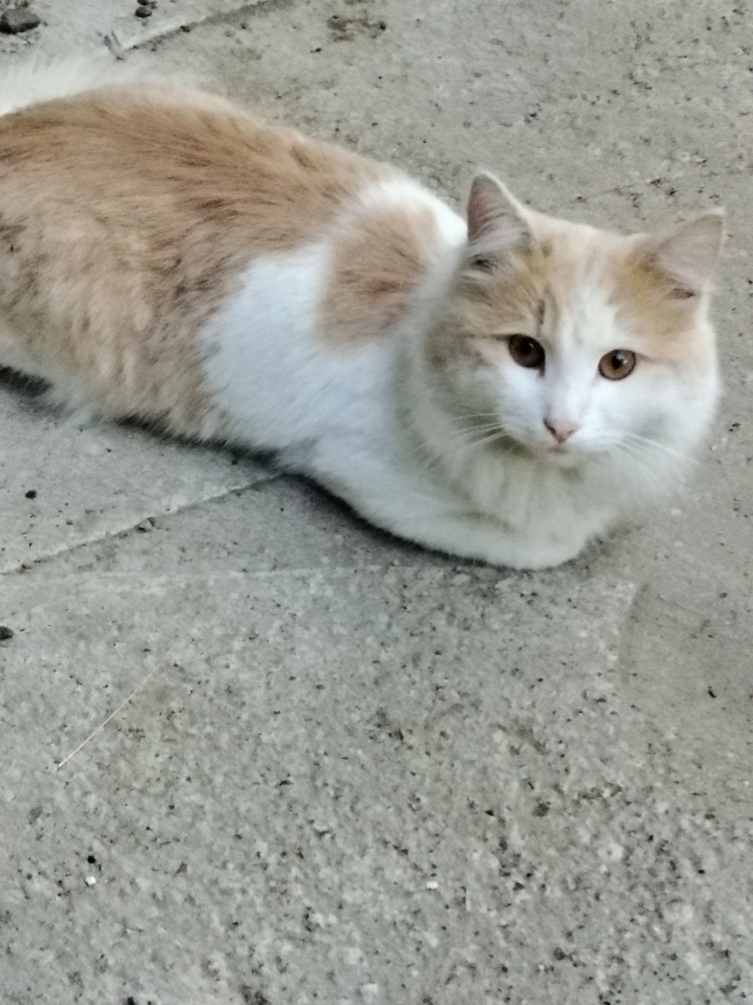 Котик ищет семью!