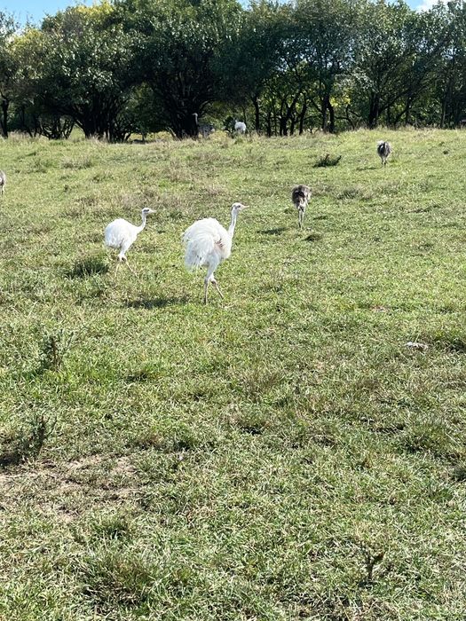 Disponibili Nandu