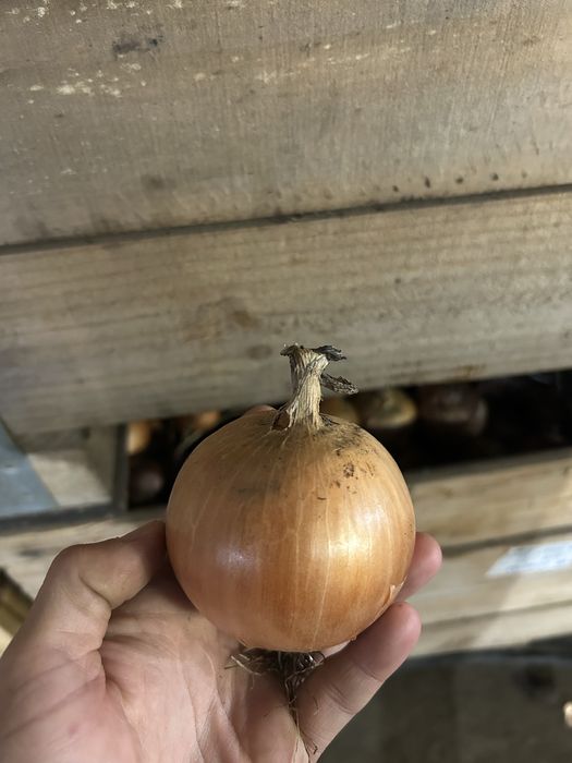 Ceapa galbena calitatea I