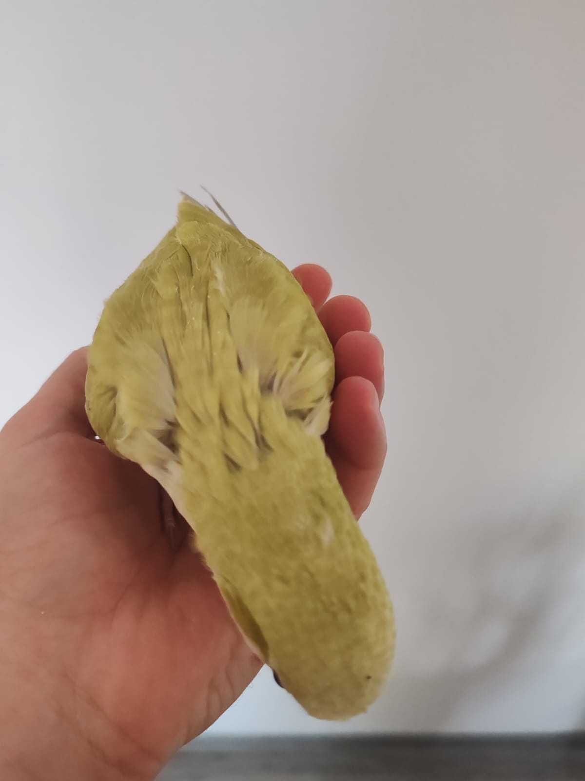 Papagali Calugar/Quaker parrot