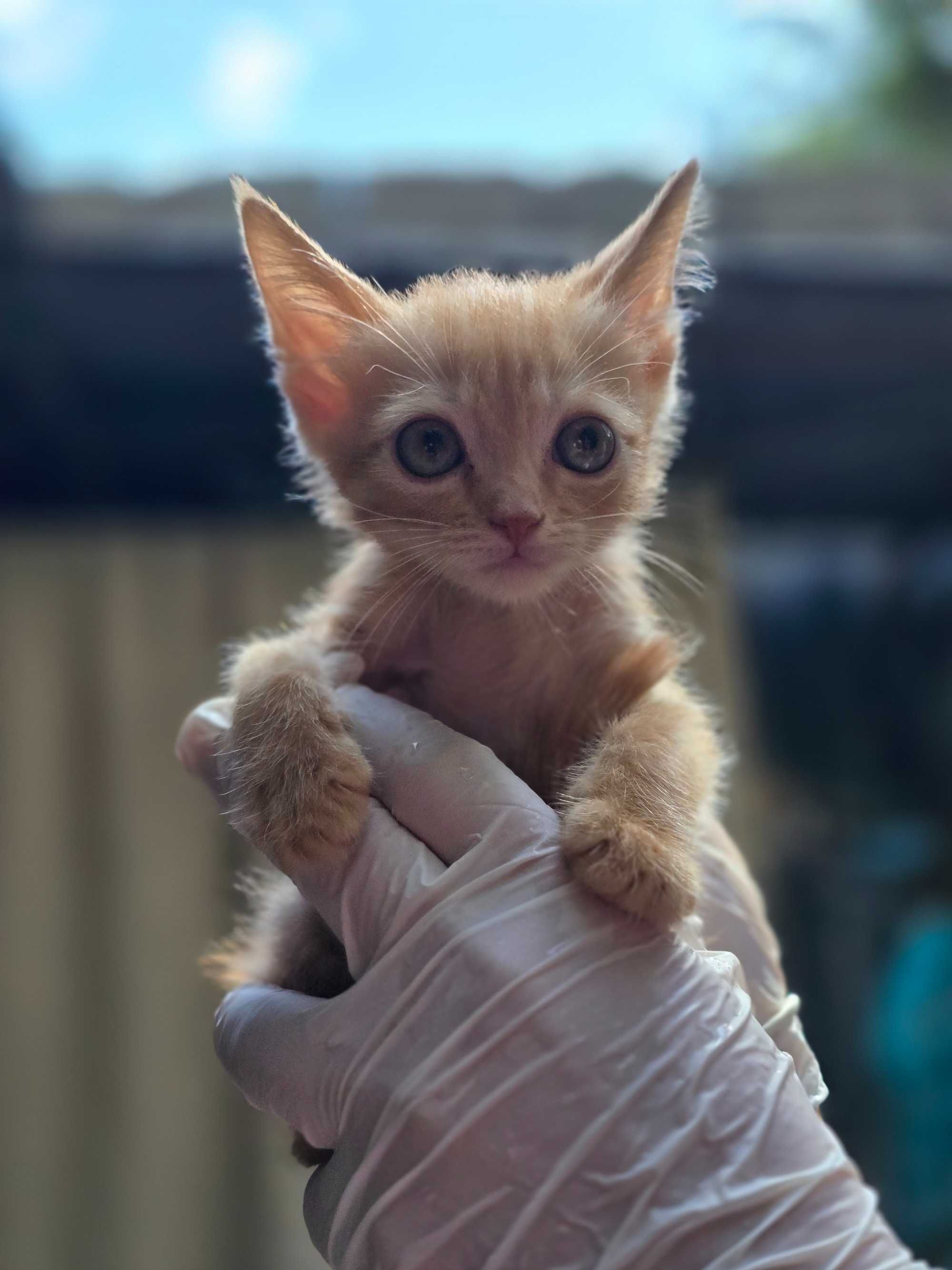Рыжие котята, 1-2 месяца