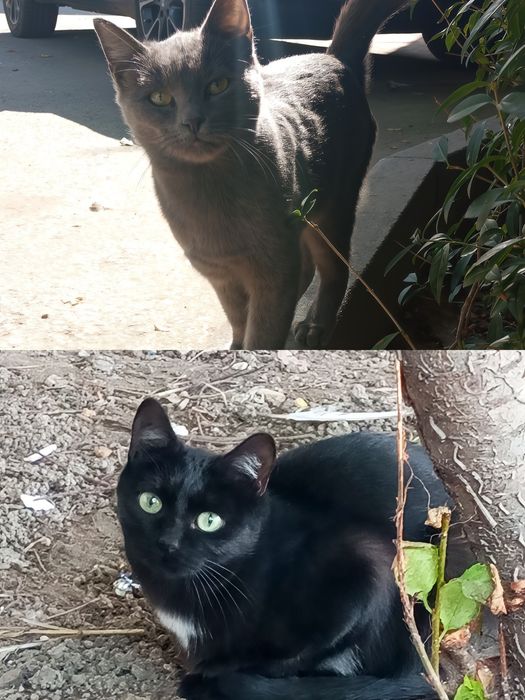 Красивые котята.