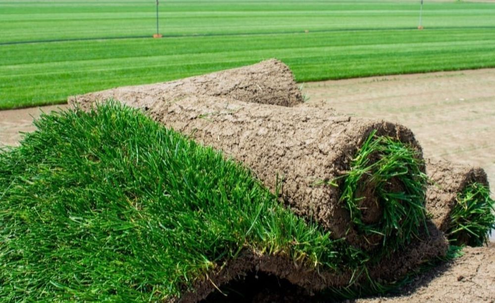 Gazon rulou de super calitate, amnajam spati verzi, plante