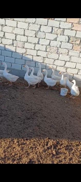 ЛИНДА КАЗдар САТЫЛАДЫ Ад Сайын Шапагатов