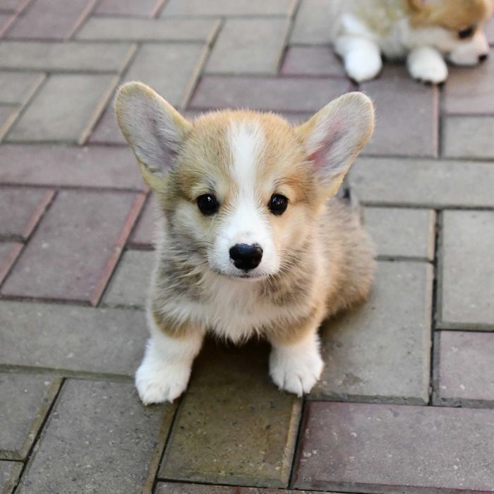 Cățeluș Corgi perfect. Vaccinat, pedigree, microcip, transport.