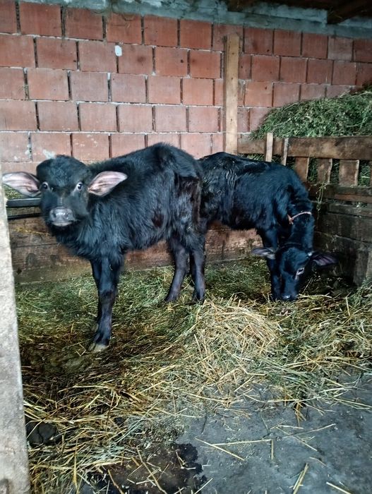 Vând vitei de bivol