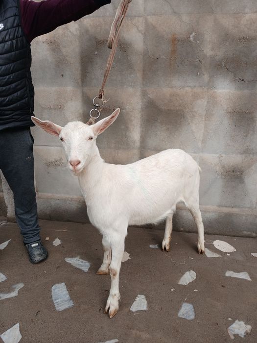 Zanen echki sotiladi 6-7 oylik