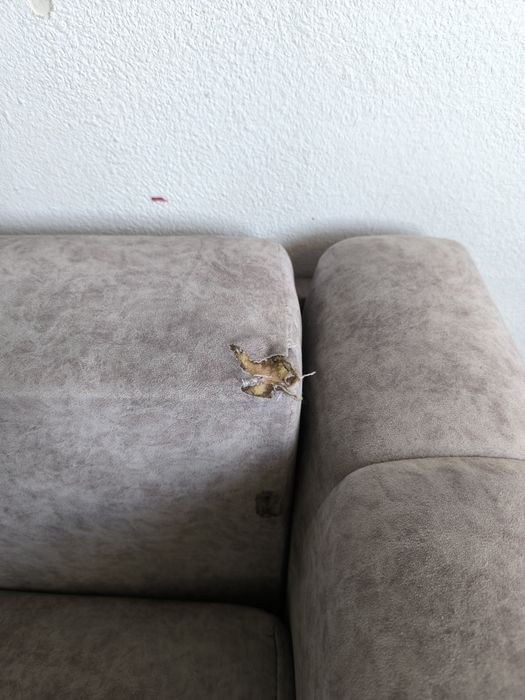 Продается диван.