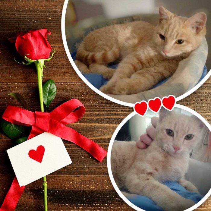 Котенок, ухоженный, ~4 месяца!