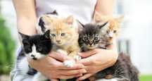 6 котета търсят нов дом