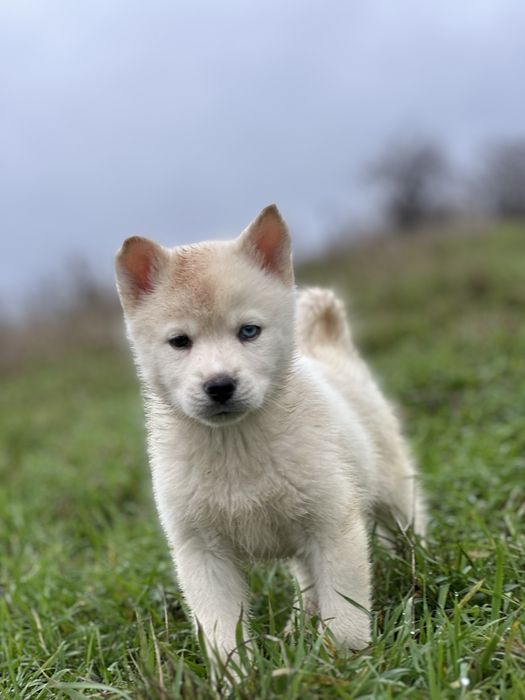 Mascul husky siberian!
