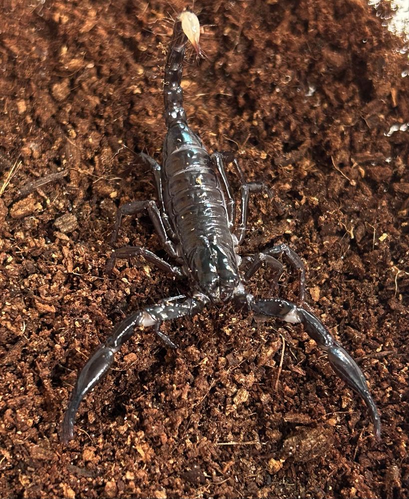 Скорпион (Heterometrus spinifer)