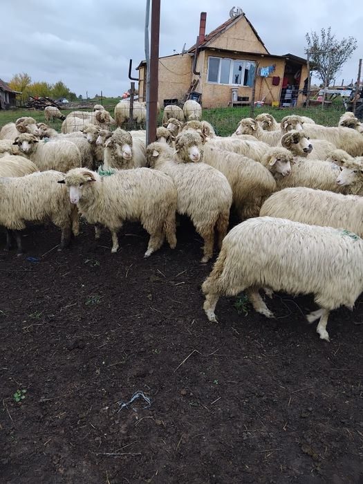 Vând miele de sămânță