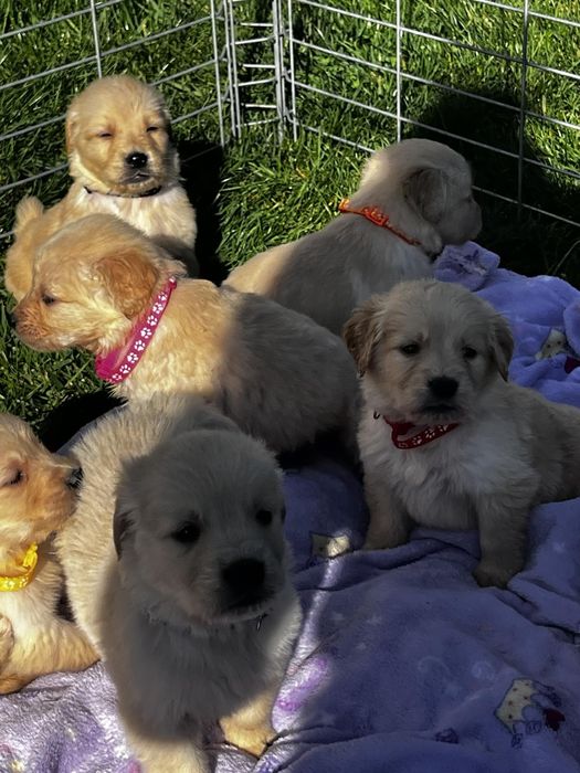 Чистокръвни голдън ретривър бебета,супер подарък за Коледа ,рожден ден