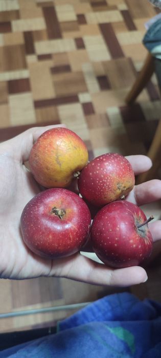 Продам яблоки разных сортов