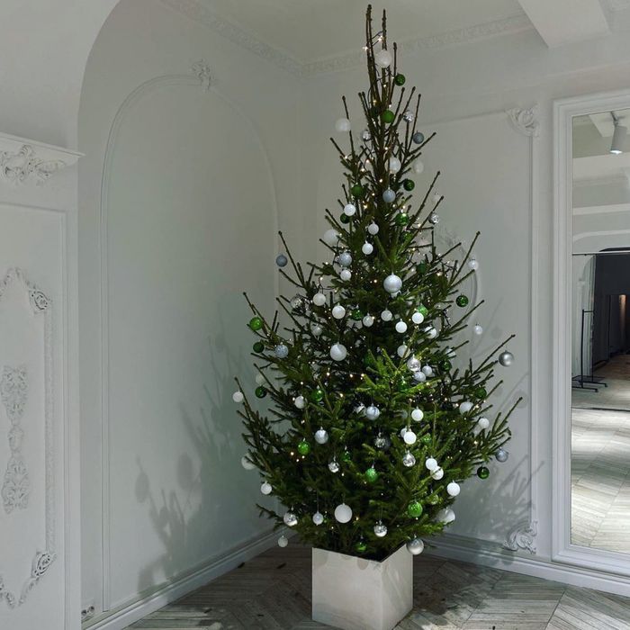 Купить живую ель в горшке. Елка на новый год. Сибирская ель.