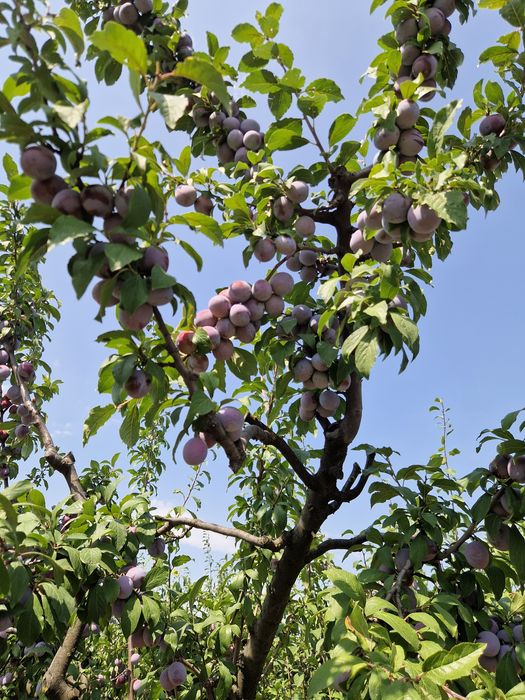 Pomi fructiferi de la producator