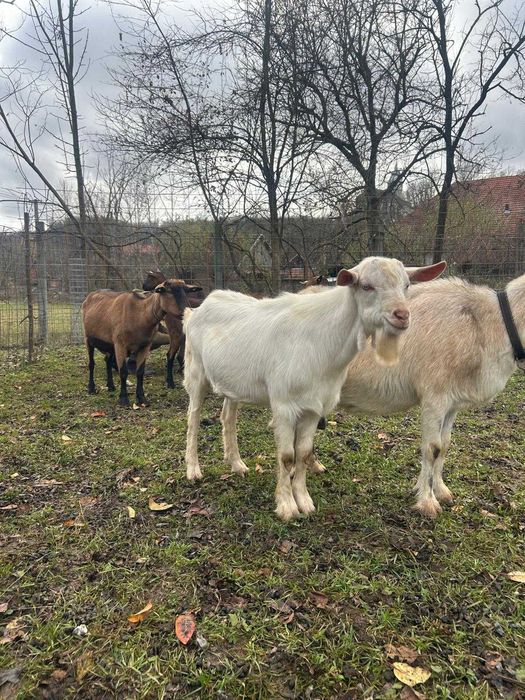 Vand berbec Carabas Sarbesc, tap Alpin Francez, si ied metis Sannen