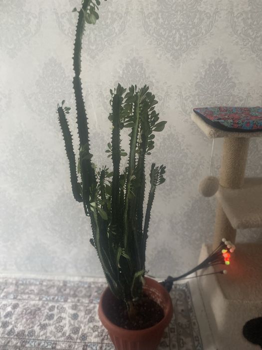 Комнатные цветы