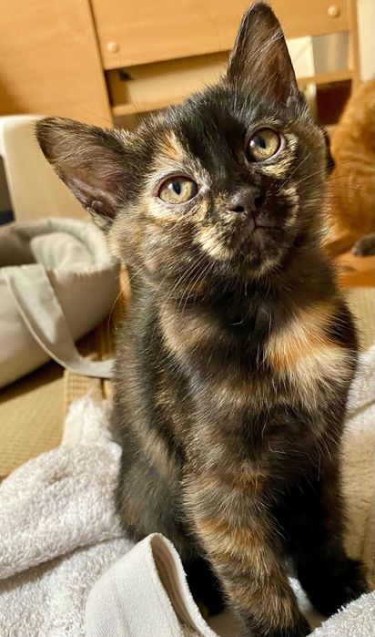 Подарявам пухкаво домашно коте Izzy
