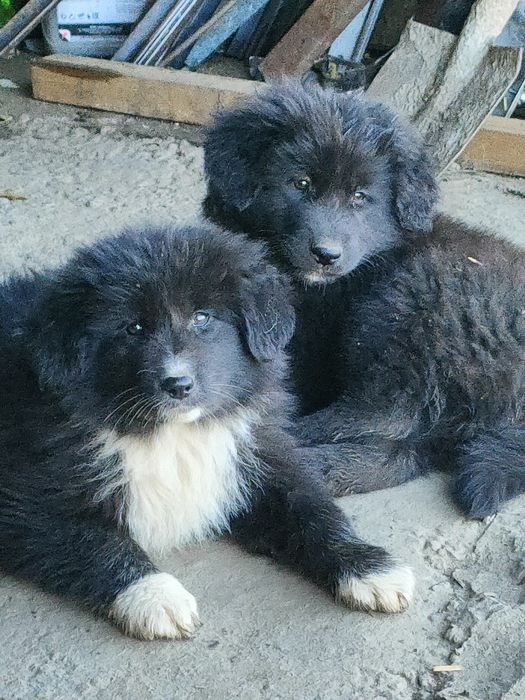 Каракачански кучета