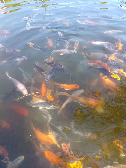 Crap koi , carași shubunkin,comete,trimit in toată țara !