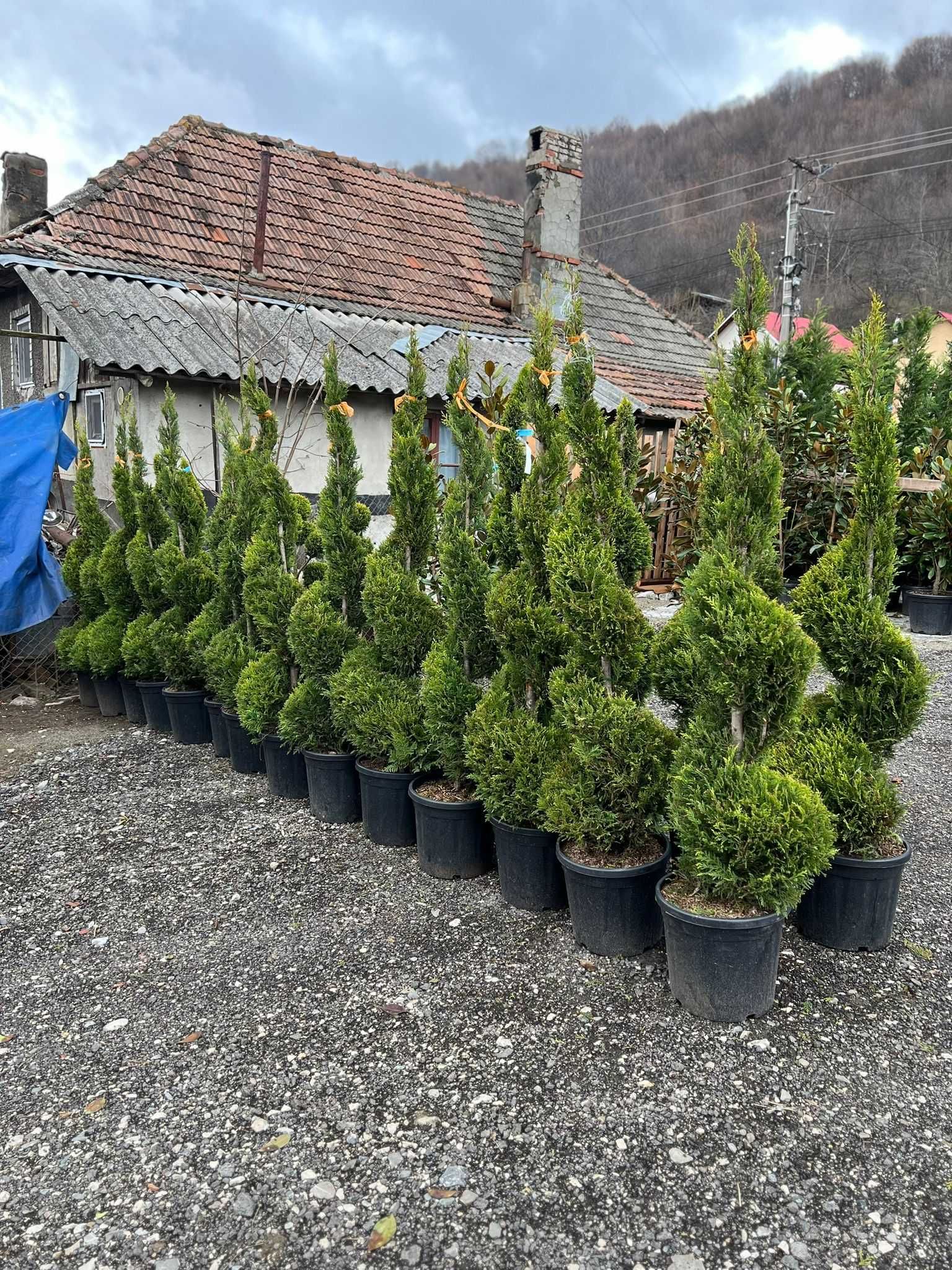Plante ornamentale pentru o grădină perfectă