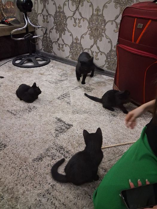 Самарканд. Домашние котята