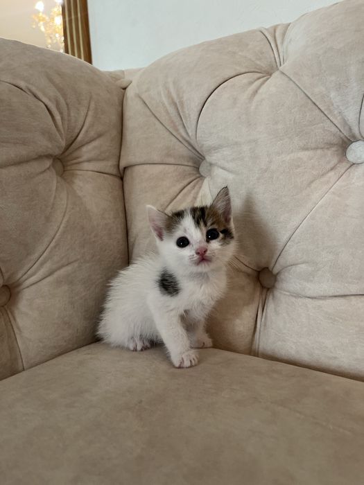Котенок - девочка. Г. Астана