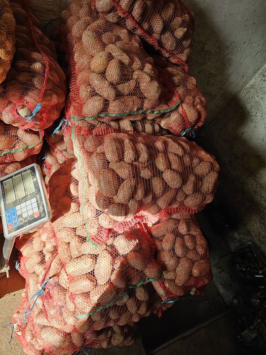 Cartofi albi soraia si alegria