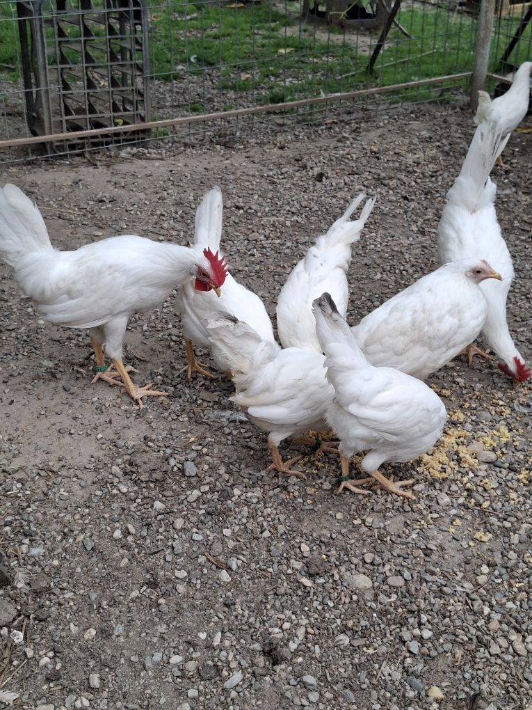 Pui rasa LEGHORN  [ cea mai outoare rasa)