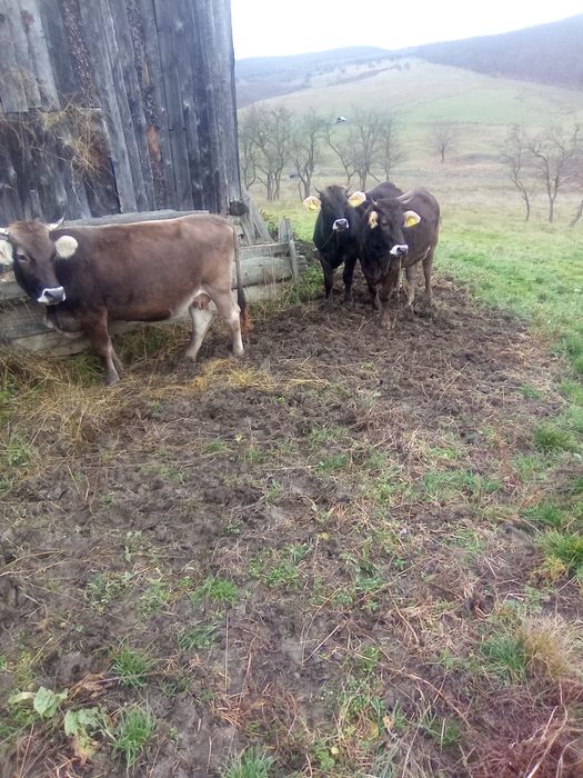 Vaca gestanta si junci