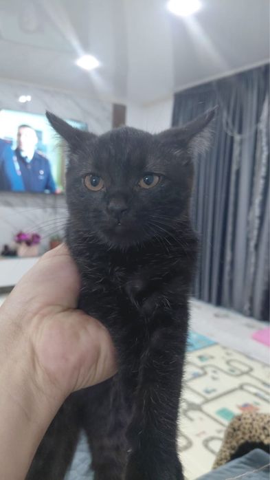 Отдам котенка черныш