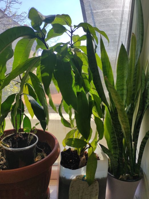 Цветя. Алое,саби,индрише и манго. Драконова бегон деия.