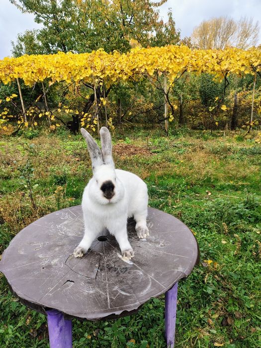 Uriaș de Transilvania, Hycole francez și Rex pitic