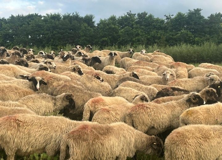 Vând efectiv de 200 oi