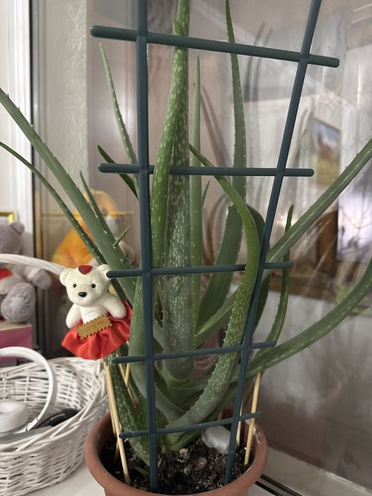 Продам алое вера