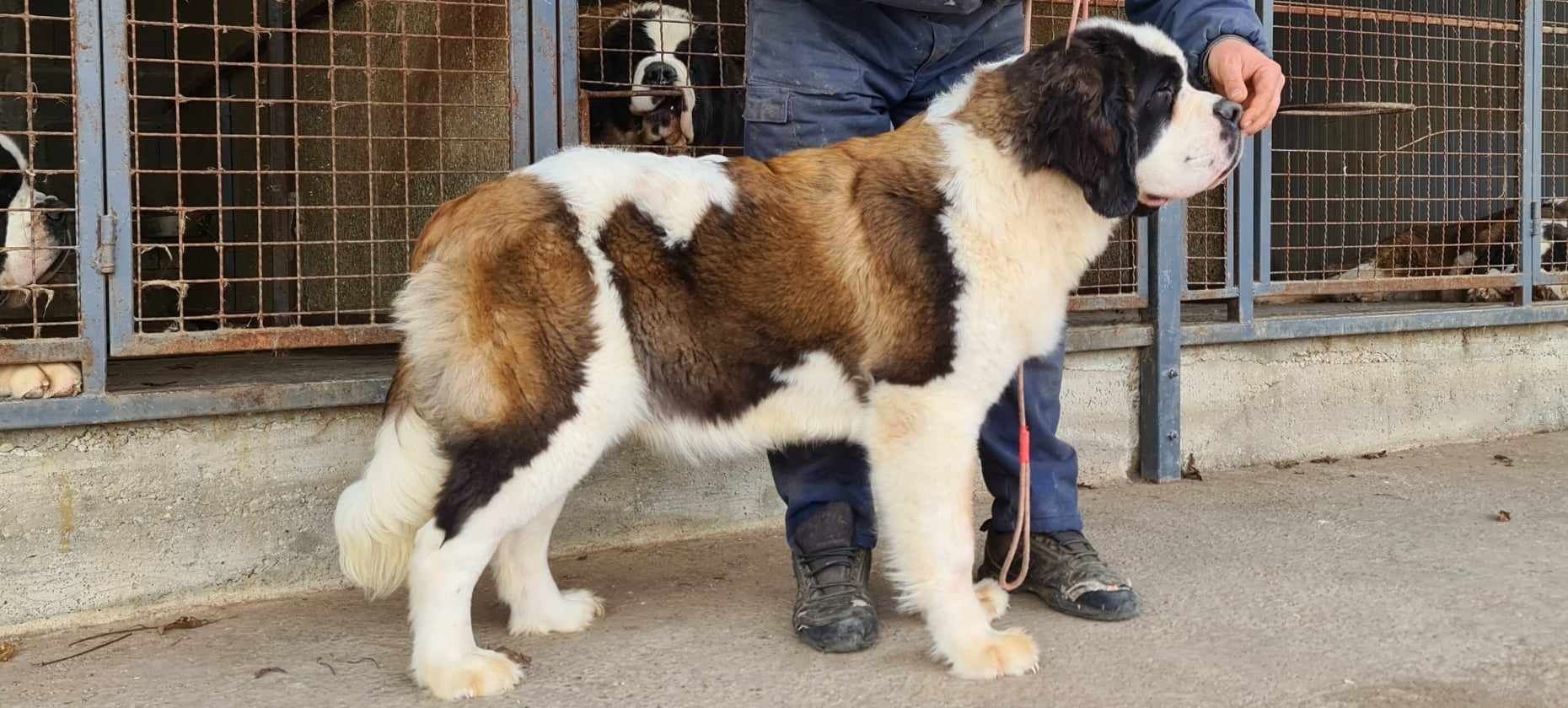Femela Saint Bernard Serbia