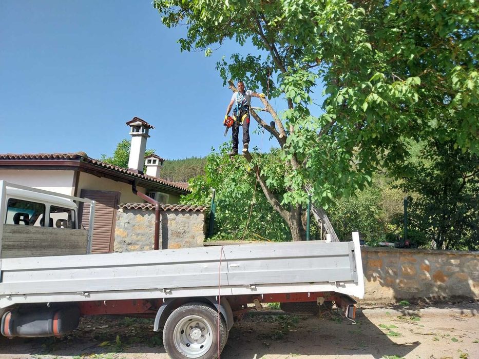 Реже ,кастри опасни дървета !!!