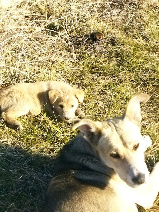 Щенятки ждут любящих и ответственых хозяев