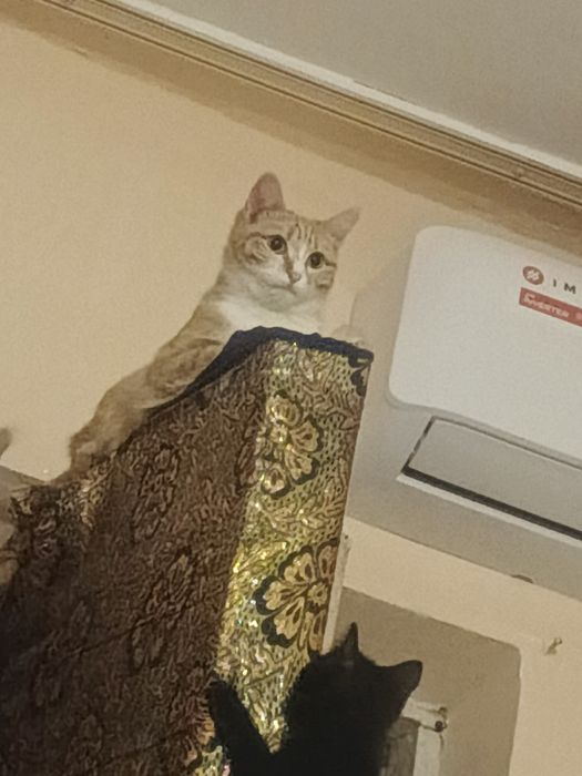 Мушук болалари хадяга берилади