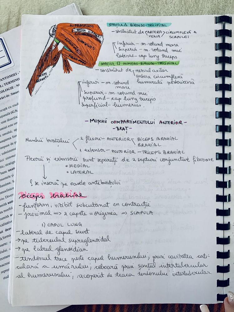 Notite anatomie anul 1 semestrul 1