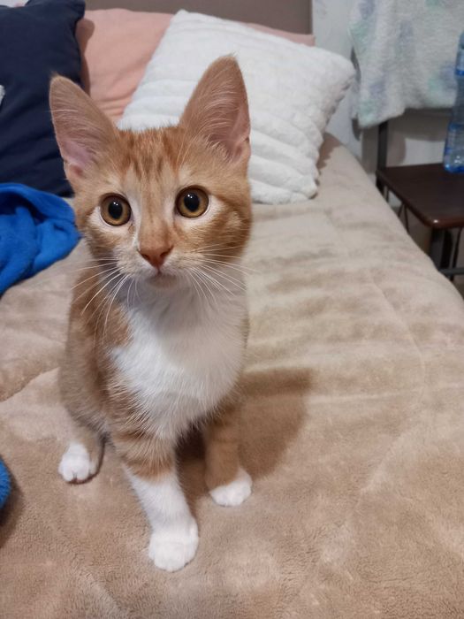 Подарявам мъжко коте