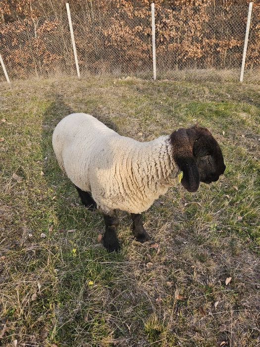 Vând berbec Suffolk.